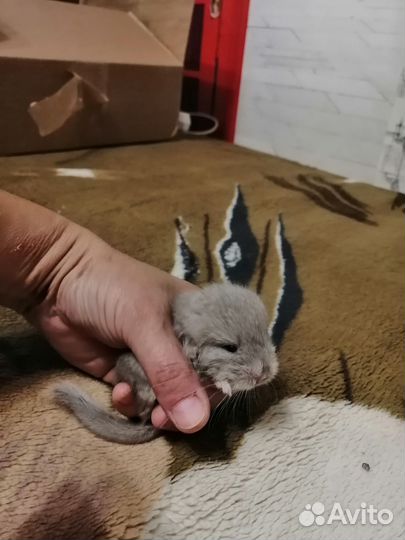 Шиншилленок гомобежевый