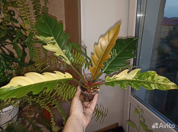 Филодендрон Карамель Марбл