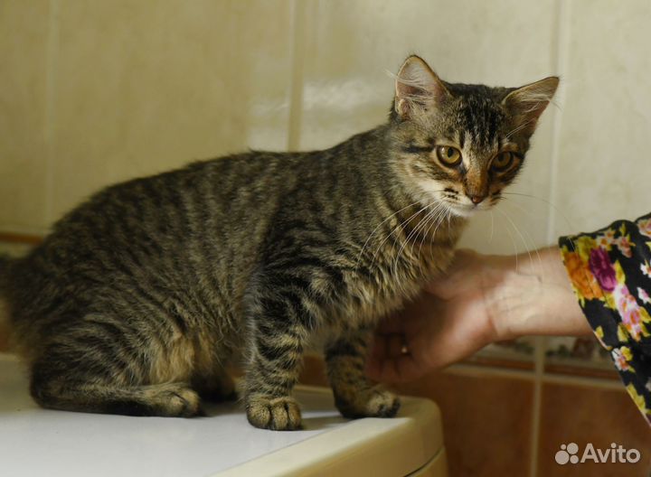 Котенок Ириска в добрые руки