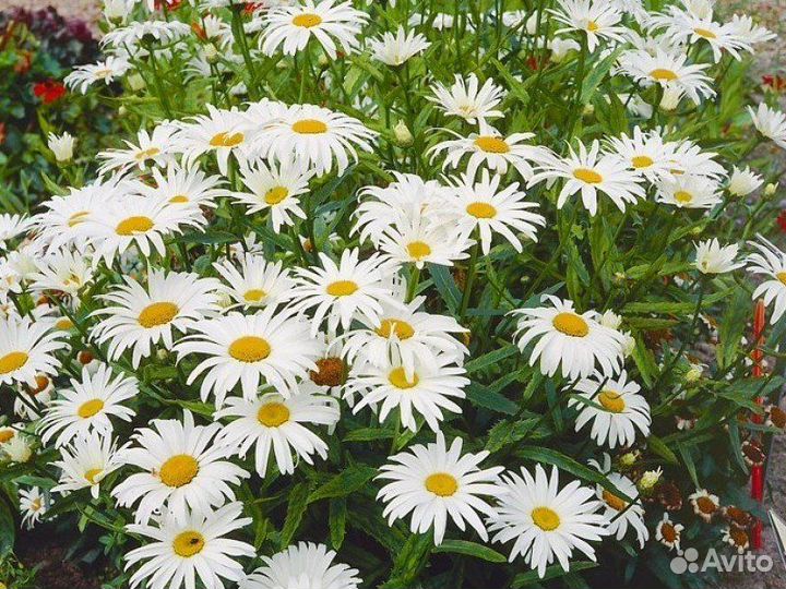 Многолетники