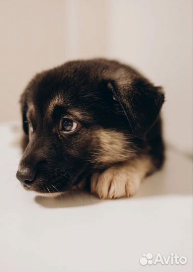 Щенки 2 месяца