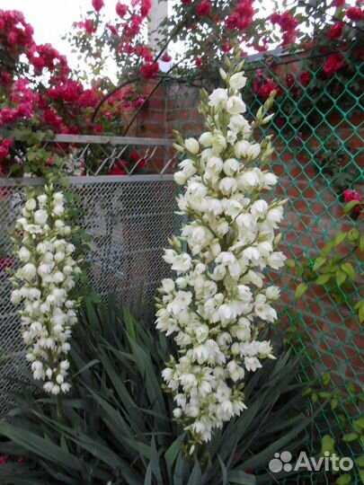 Юкка отросток