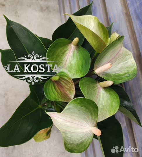 Продается Антуриум Адиос Спринг (adios spring)