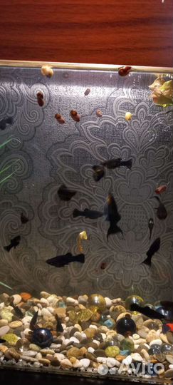 Мальки моллинезии