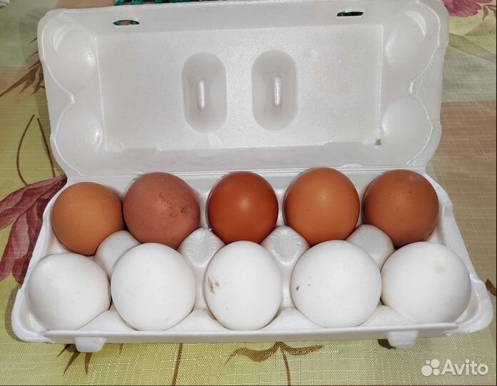 Домашние куриные яйца