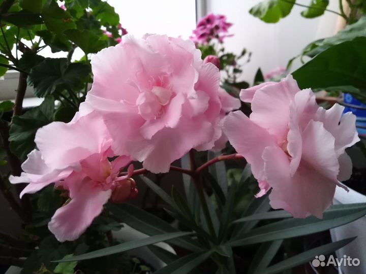 Олеандр махровый, комнатные растения