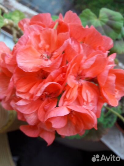 Пеларгония, герань