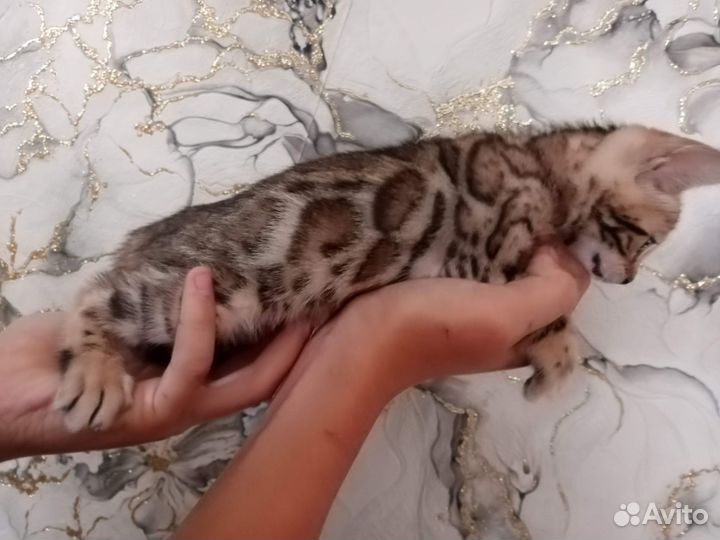 Бенгальские котята