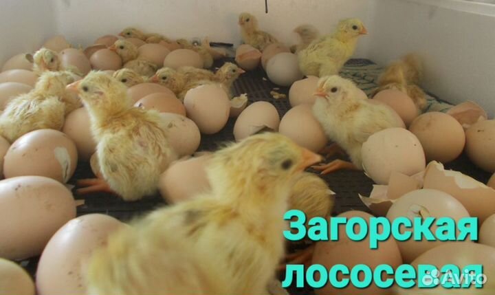 Инкубационное яйцо загорской лососевой