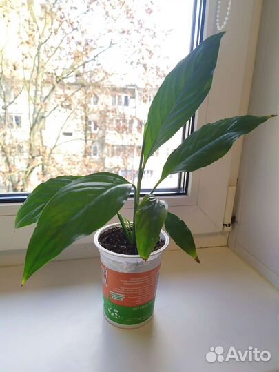 Спатифиллум