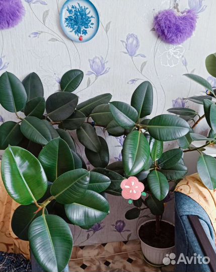 Фикус. Комнатные растения