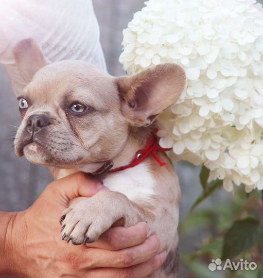 Щенок Французского бульдога мерле