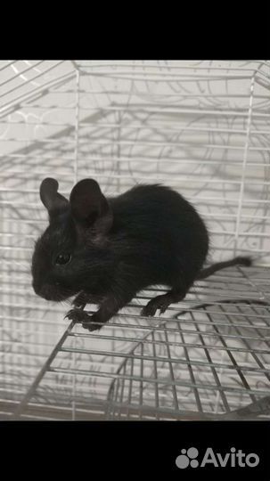 Дамбо,Песчанки,Хомячки,Дегу