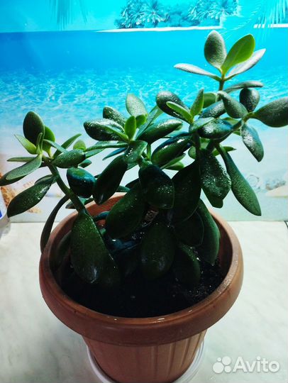 Денежное дерево