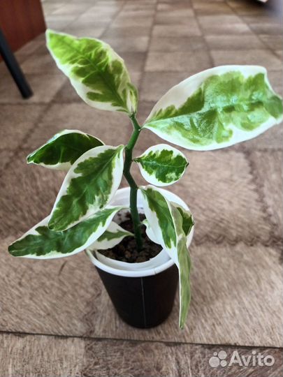 Комнатные и офисные цветы