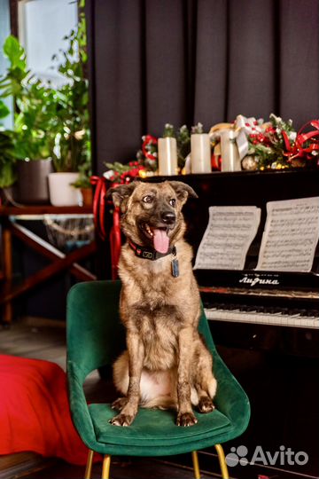 Отдам собаку в добрые руки