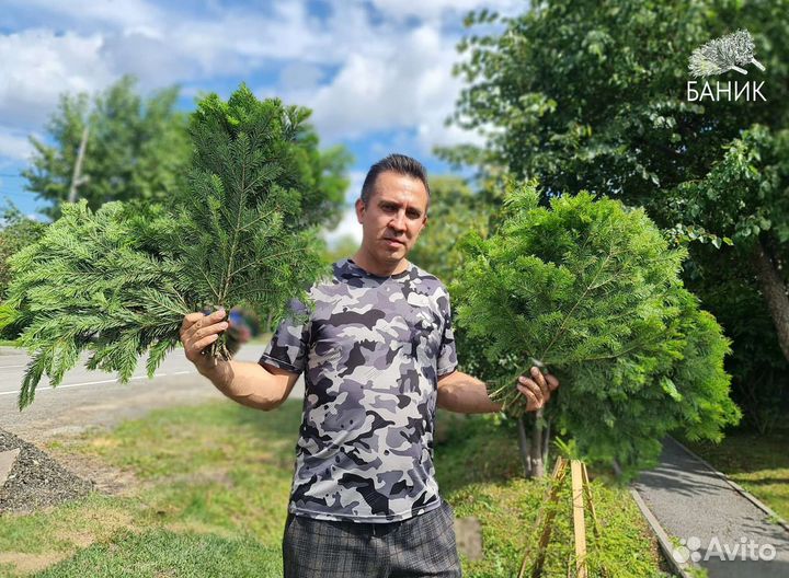 Веник для бани свежий