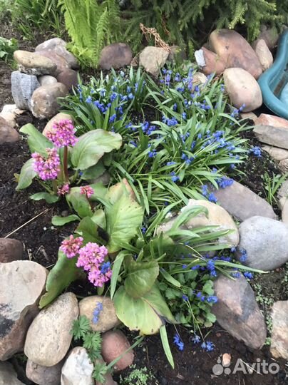 Многолетние цветы