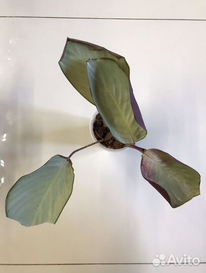 Калатея Сильвер Плате