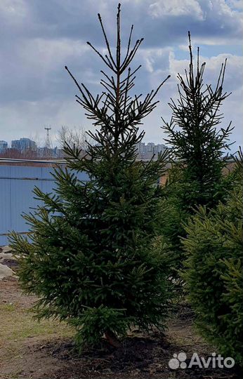 Саженцы Ель