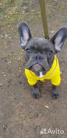 Французский бульдог кабель вязка