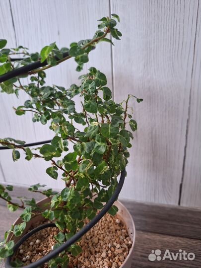 Фикус Пумила Керли