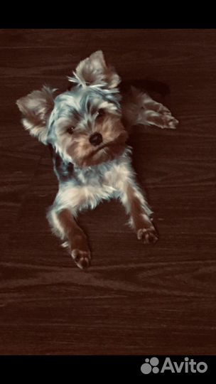 Вязка Йоркский терьер