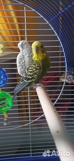 Волнистый попугай