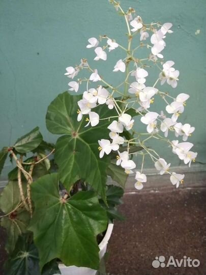 Бегония воротничковая декоративнолиственная 1штука