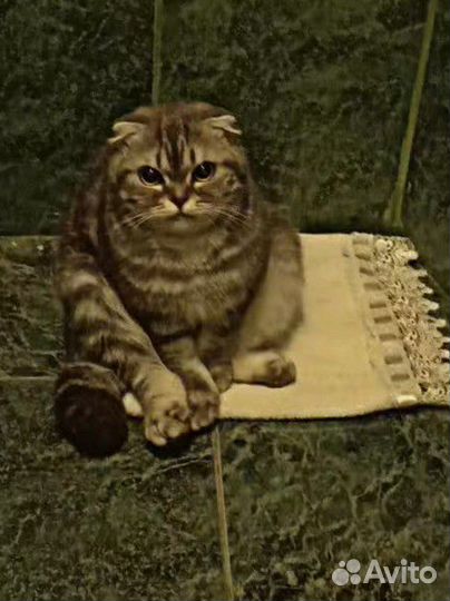 Кошка на вязку