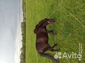 Пони кабылка