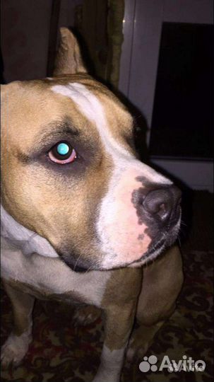 Услуги кинолога