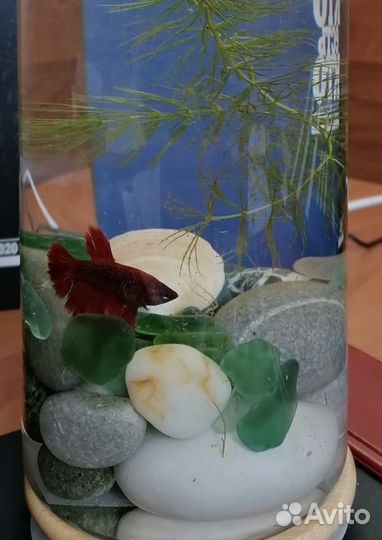 Аквариум с рыбкой