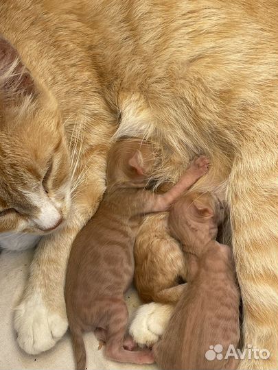 Новорожденные котята