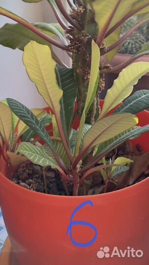 Кактусы,комнатные растения