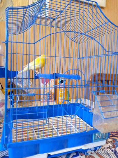 Кенар поющий