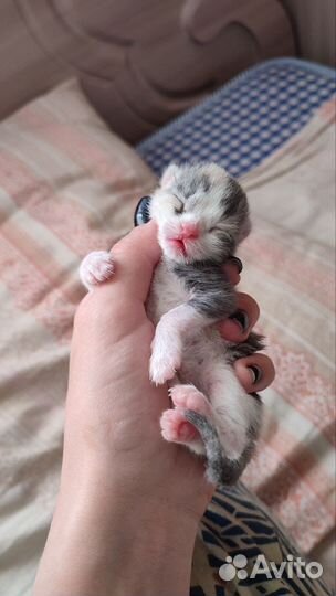 Девочка ищет дом