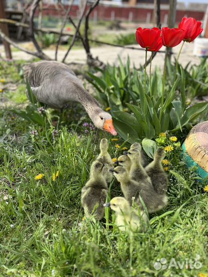 Гусята серые крупные