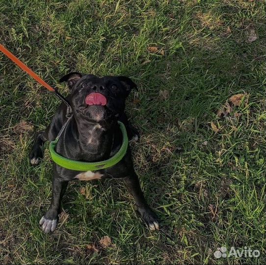 Зооняня, догситер, кинолог