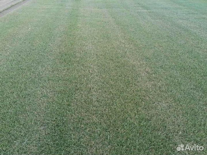 Рулонный газон, укладка, продажа