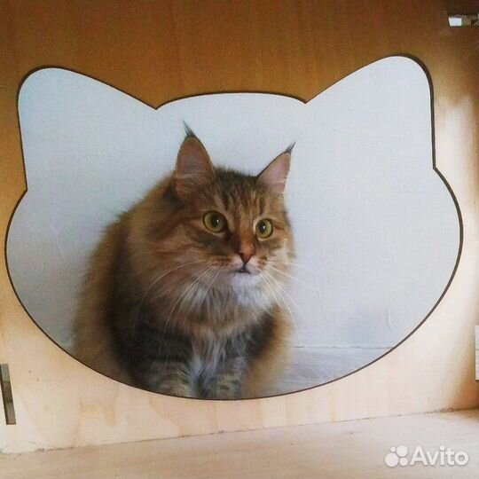 Тесси ищет дом