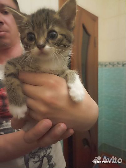 Кошки в добрые руки бесплатно