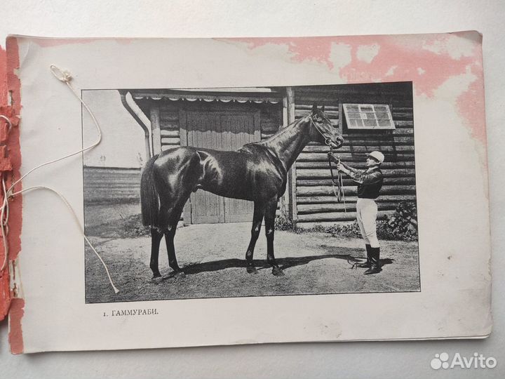 Альбом. Коннозаводство и спорт. 1907 г