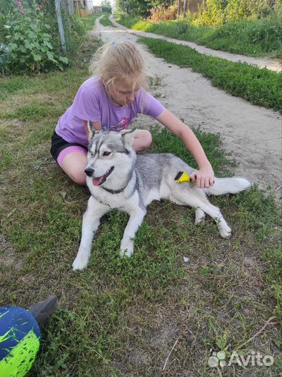 Отдам в добрые руки хаски
