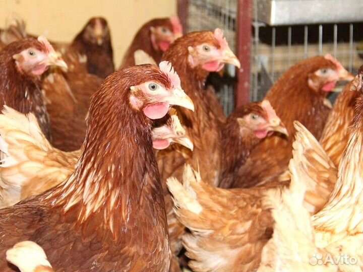 Куры несушки