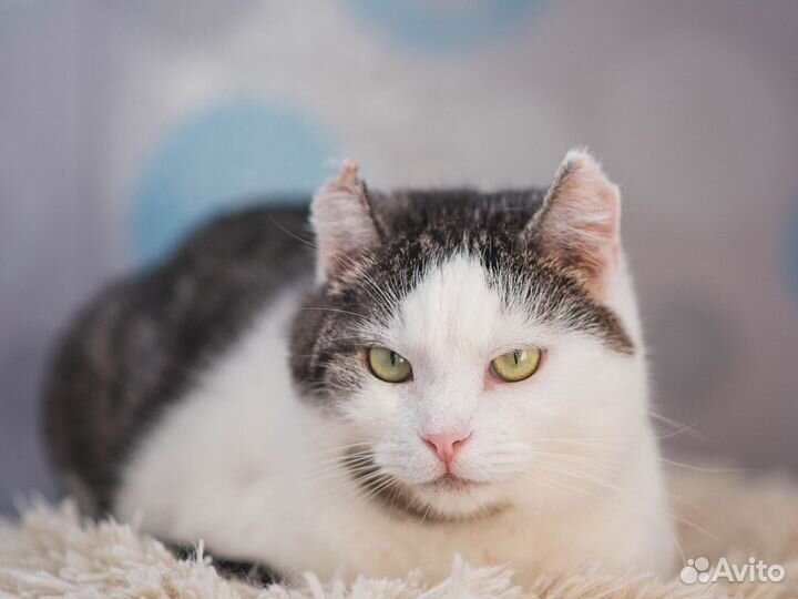 Кот Эльфик в дар