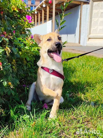 Собака в добрые руки