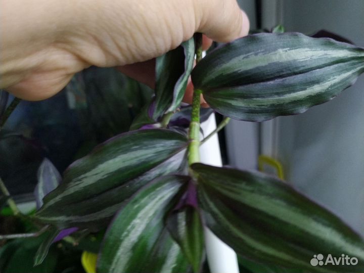 Традесканция