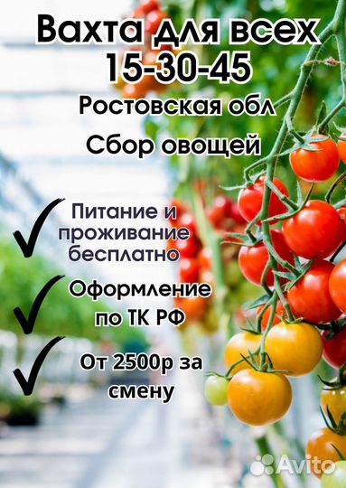 Работа. Вахта. Сбор томатов