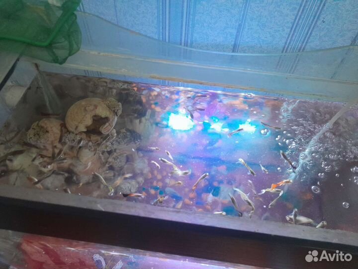 Продаю гуппи